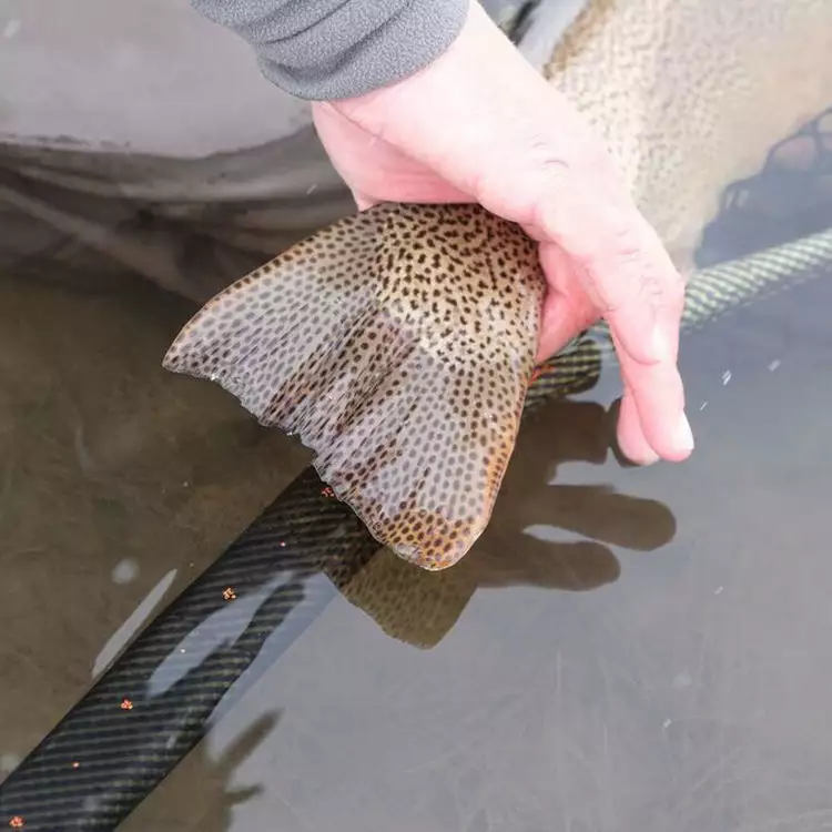 Fishpond RIVER ARMOR EDITION NETS El Jefe