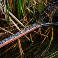 Nets Fishpond Nomad Mid Length Net - Slab Brown Trout