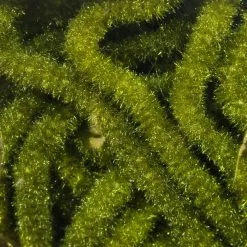 Hareline Trilobal Antron Chenille Medium