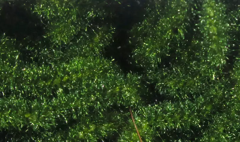 Hareline Trilobal Antron Chenille Medium