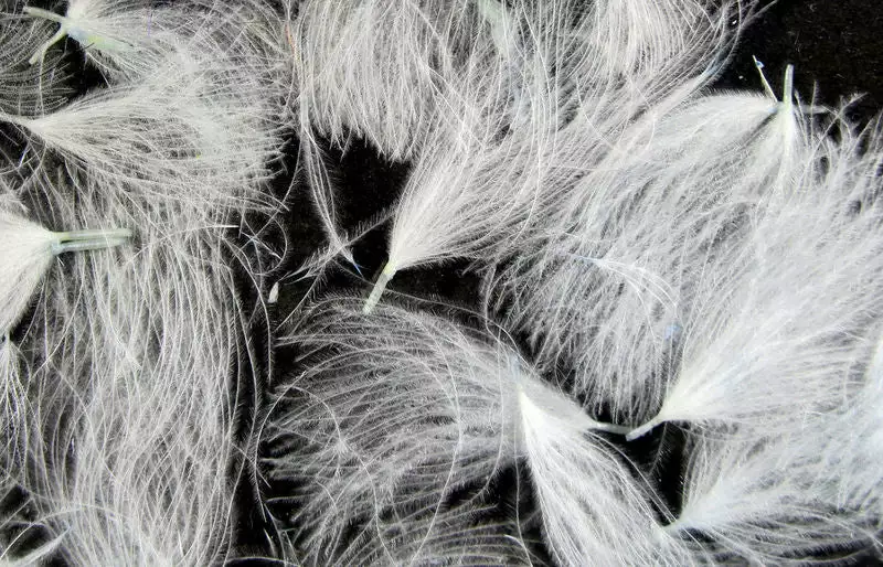 Hareline Materials CDC Oiler Puffs