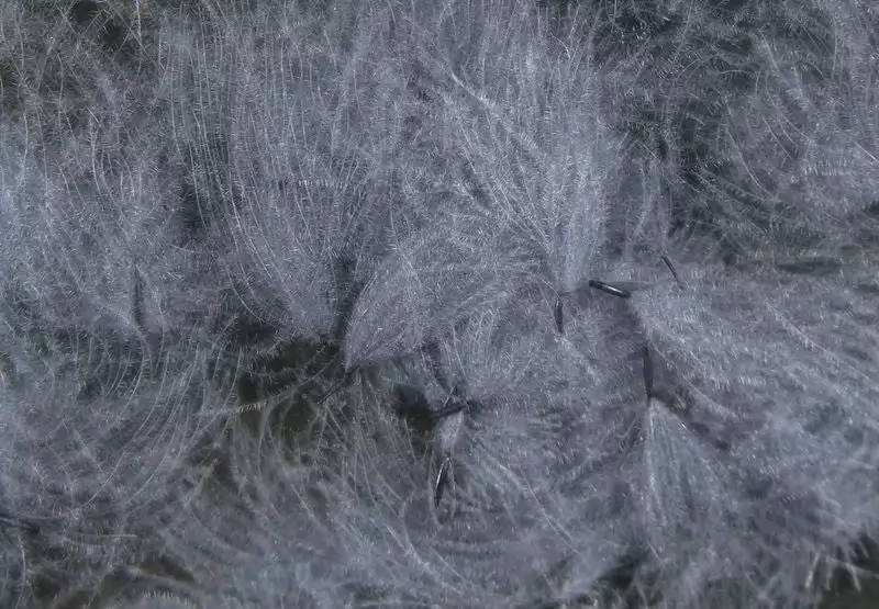 Hareline Materials CDC Oiler Puffs