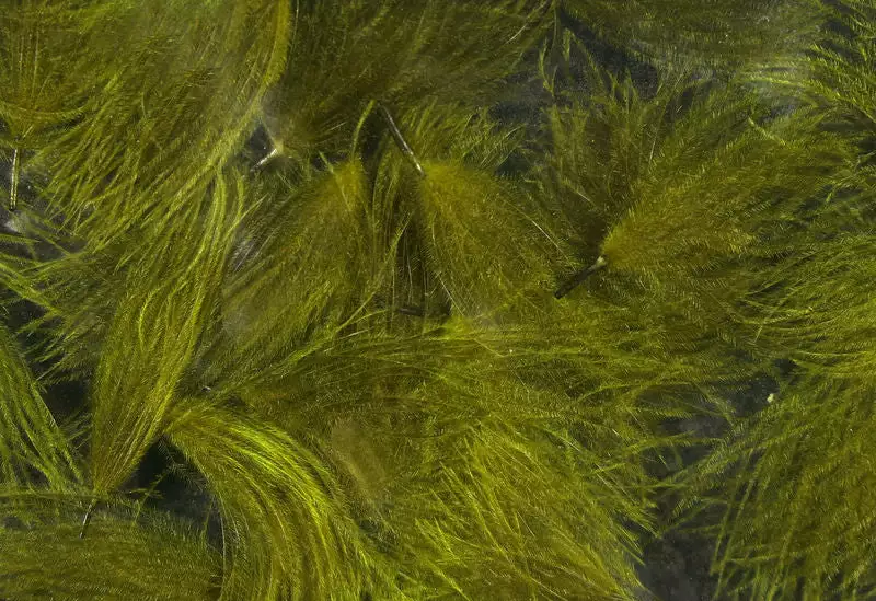 Hareline Materials CDC Oiler Puffs