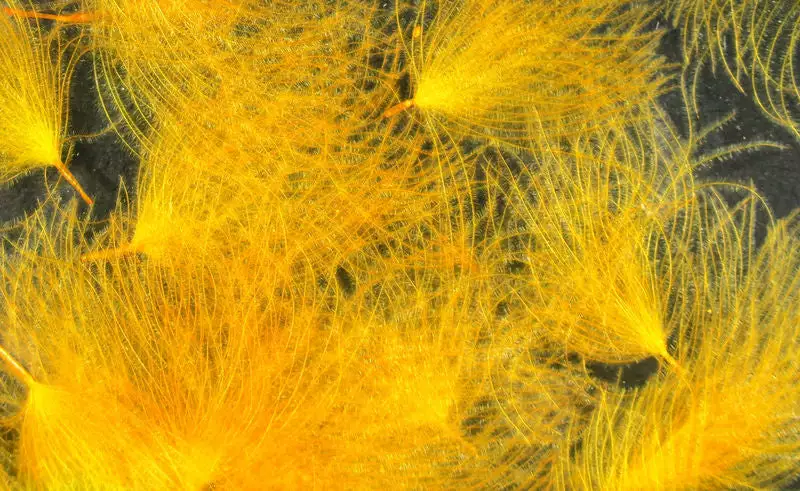 Hareline Materials CDC Oiler Puffs