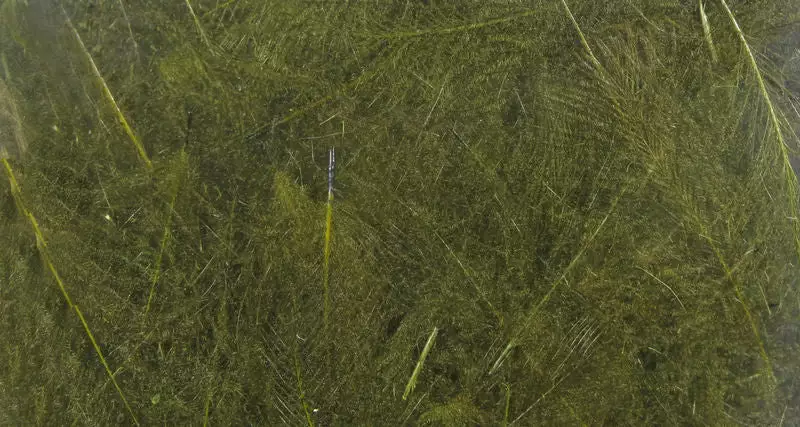 Hareline UV2 Select CDC