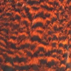 Materials Whiting American Hen Cape