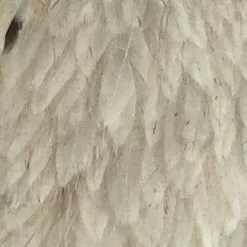 Materials Whiting American Hen Cape