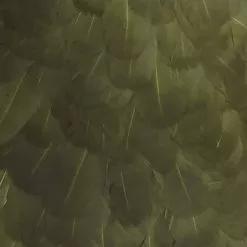 Materials Whiting American Hen Cape