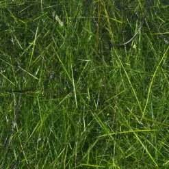 Hareline Hare'E Wiggle Dub