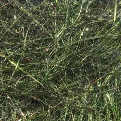 Hareline Materials Ice Wing Fiber 8 Inch