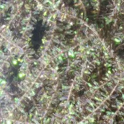 Hareline Midge Cactus Chenille