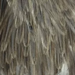 Materials Whiting American Hen Cape