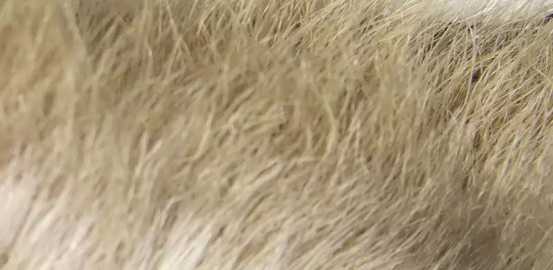 Hareline Materials Snowshoe Rabbit Feet